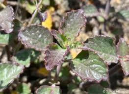 Image result for Aeollanthus suaveolens