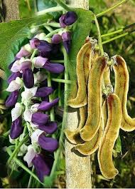 Image result for Mucuna