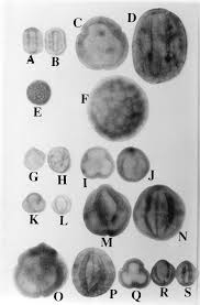 Image result for Afrobrunnichia erecta