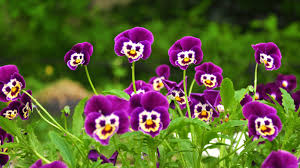 Download hd nature flower wallpaper for free. Flowers Hd Wallpaper For Free Download
