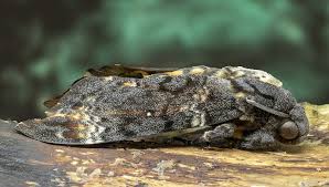 Black And White Spotted Moth Meaning Death Moth Meaning And Symbolism