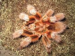 Pin On Tarantula Dreams