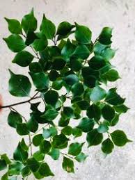 Image result for Cryptocarya woodii