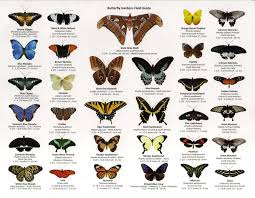 Butterfly Types Google Search Butterfly Identification