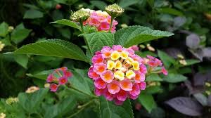 See more ideas about lantana, flowers, plants. Lantana A Planta Cujas Flores Mudam De Cor Com O Passar Do Tempo