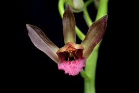 Image result for Eulophia alta