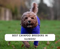 How much does a cavapoo puppy cost? 4 Best Cavapoo Breeders In Illinois 2021 We Love Doodles