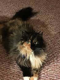 How big can maine coons get? Can A Maine Coon Be Black Quora