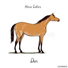 horse color chart on white equine dun coat color with text