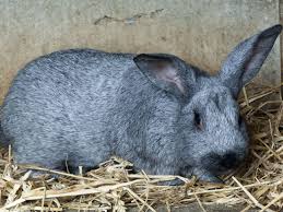 Découvrez nos petites annonces de lapins et autres rongeurs à vendre ou adopter sur paruvendu.fr. Comment Elever Des Lapins Conseils