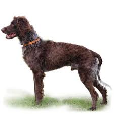 Image result for bretanský dlouhosrstý ohař