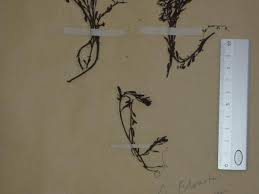 Image result for Laurembergia tetrandra