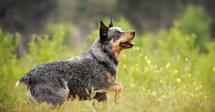 The result is a breed with high. Best Toys For Blue Heeler Dogs The Right Toys For A Clever Active Breed
