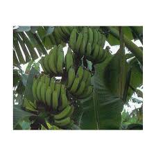 Bananier Musa Goldfinger Bananiers Cannas Hedychiums Pepiniere La Maison Du Bananier Feuilles De Plantes Bananier Pepiniere