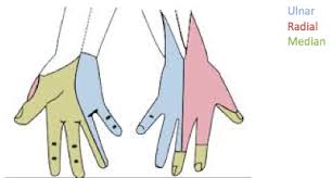 Image result for Hand Exam