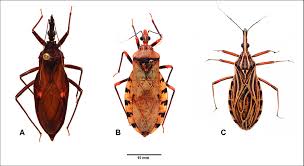 Image result for Triainolepis