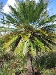 Image result for Cycas