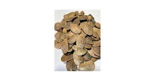 Image result for Hunteria umbellata