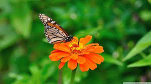 Nature Hd Wallpaper Santa Banta Nature Hd Hd Wallpaper Nature