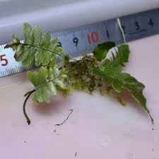 Image result for Arthropteris palisotii