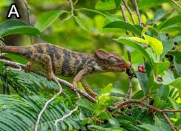 Image result for Trilepisium madagascariense