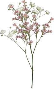 Search For Trending Stickers On Picsart In 2020 Flower Illustration Botanical Drawings Illustrations Posters