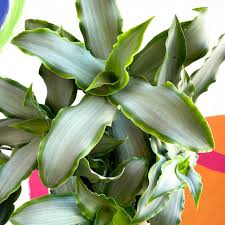 Image result for Murdannia stricta