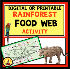 Diagram Showing Food Web Rainforest Illustration Stock Vector (Royalty  Free) 2017401137 | Shutterstock