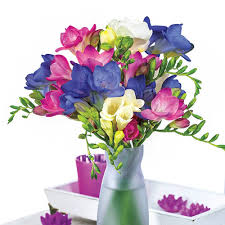 From fresh flower bouquet to cakes, chocolate , fresh fruit basket, teddy, greetings card and your personalized message, we can deliver all of them in just 3 to 4 hours to all over chennai and tamil nadu. Cool Breeze Freesia Blend Michigan Bulb Company