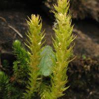 Image result for Selaginella shabaensis