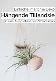 Diy Hangende Tillandsien Deko Selber Machen Ich Zeige Euch Wie Ihr Eure Tillandsien Aufhangen Und Befestigen Konnt S Deko Selber Machen Deko Selber Machen