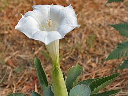 Image result for Datura