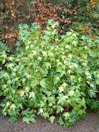 Tree ivy ‘Annemieke’