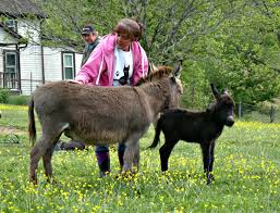 Donkeys, Donkeys ,Every Where and Why We See More Then Our Fair share.