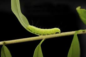 Image result for Operophtera brumata