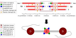 Image result for Fibrinogen