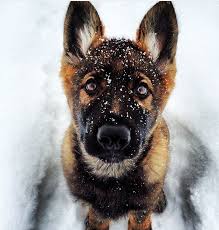 Gsd Puppy From Your Friends At Phoenix Dog In Home Dog Training K9katelynn See More About Scottsdale Dog Training At K9katelynn C Dogs Retriever Puppy Puppies