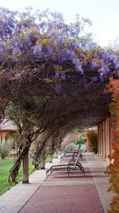 George, located in southwestern utah, is a lovely historic city with roots in the days of the american pioneers. Wisteria Red Mountain Resort St George Utah Love This Place Utah Vacation St George Utah Salt Lake City Utah