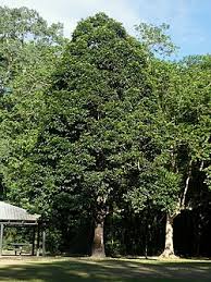 Image result for Syzygium niassense