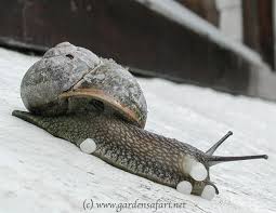 We expect to be able to sell these items closer to may. Gardensafari Snails Slugs And Worms With Lots Of Pictures