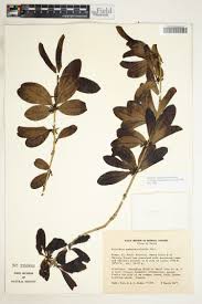 Image result for Gossypioides kirkii