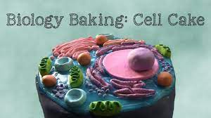 An edible animal cell cake. Biology Baking Animal Cell Cake Youtube