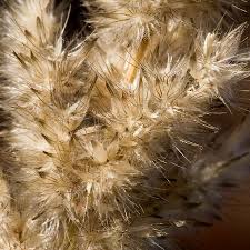 Image result for Enneapogon cenchroides