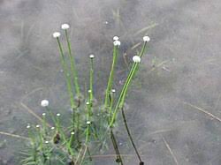Image result for Eriocaulon truncatum