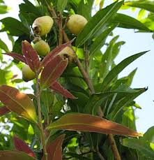 Image result for Syzygium jambos