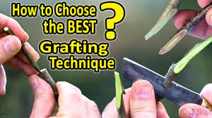Different varieties of apples (such as honeycrisp and gala) or apples and crabapples can be grafted together. Best Grafting Techniques Which Grafting Technique Should I Choose When Grafting Fruit Trees Youtube