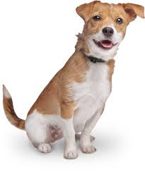 Always seek the advice of a licensed and qualified professional. All Volunteer Dog Rescue In Indiana Pals For Paws