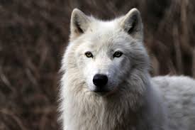 If a photo is used on another website, a text link back to the international wolf center's website must be established. International Wolf Center Elyite Com V2 0