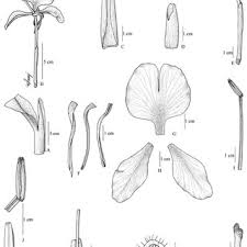 Ls of a flamboyant flower. Pdf Hedychium Forrestii Zingiberaceae With A New Synonymy And A Variety From India