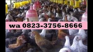 We did not find results for: Jual Nogososro Sabukinten Untuk Ayam Bebek Puyuh Petelur